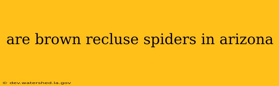 are brown recluse spiders in arizona