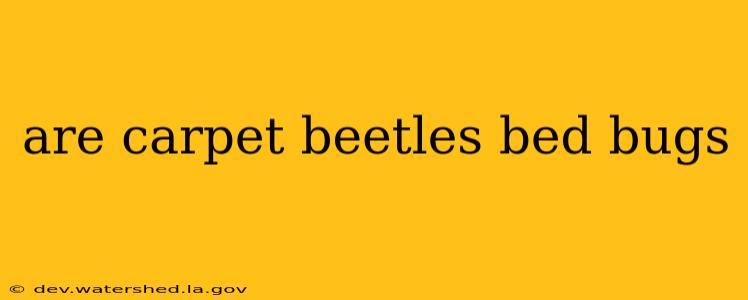 are carpet beetles bed bugs
