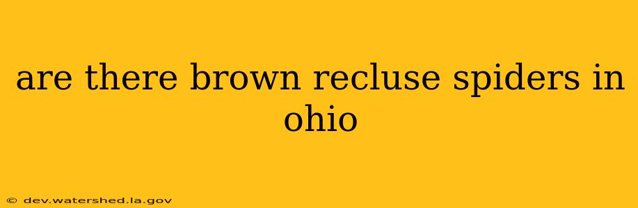 are there brown recluse spiders in ohio