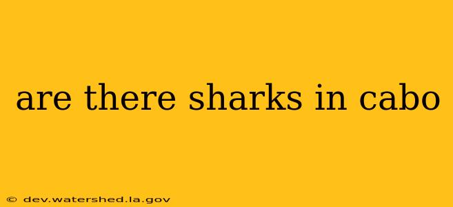 are there sharks in cabo