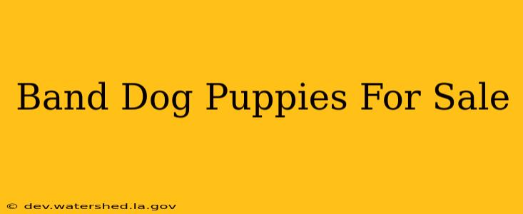 band dog puppies for sale