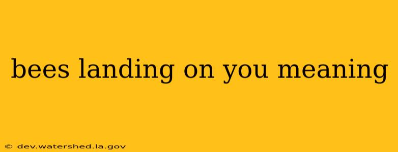 bees landing on you meaning