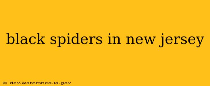 black spiders in new jersey