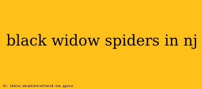 black widow spiders in nj