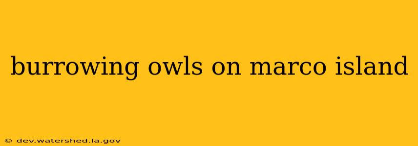 burrowing owls on marco island
