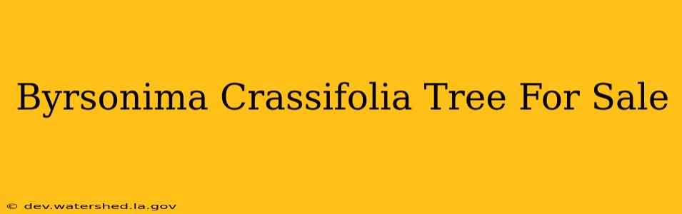 byrsonima crassifolia tree for sale