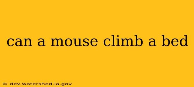 can a mouse climb a bed