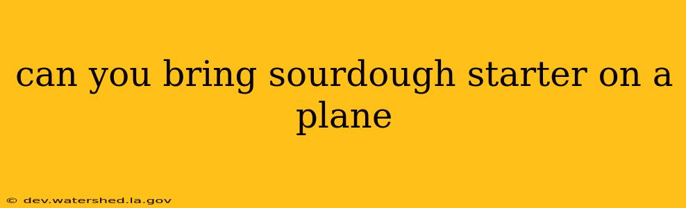 can you bring sourdough starter on a plane