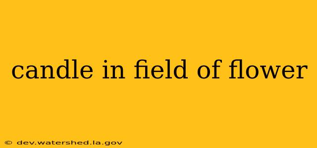 candle in field of flower
