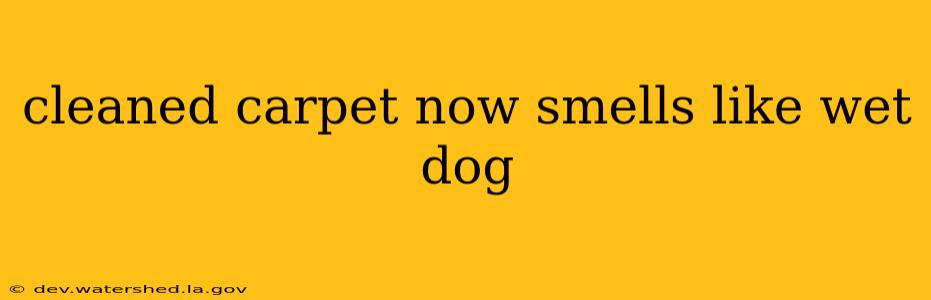 cleaned carpet now smells like wet dog