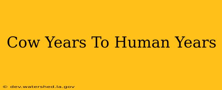 cow years to human years