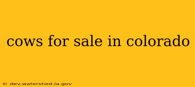 cows for sale in colorado