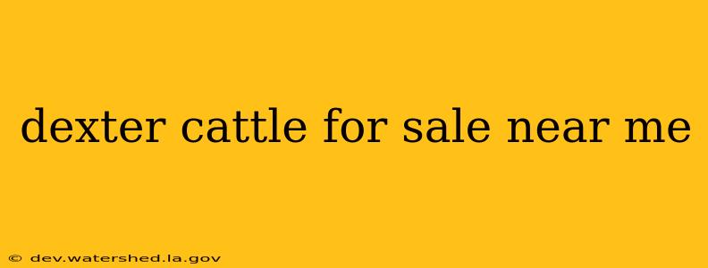 dexter cattle for sale near me
