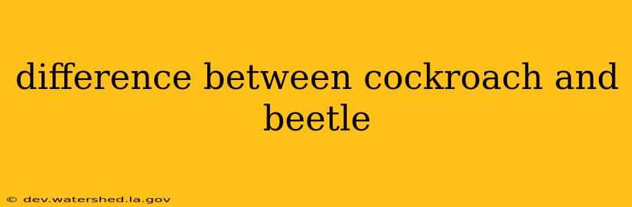 difference between cockroach and beetle
