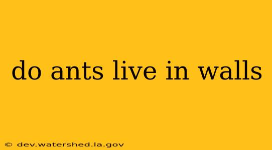 do ants live in walls