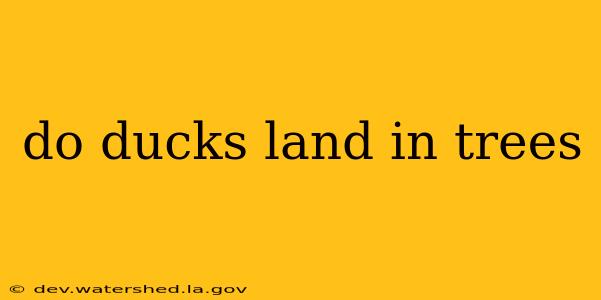 do ducks land in trees