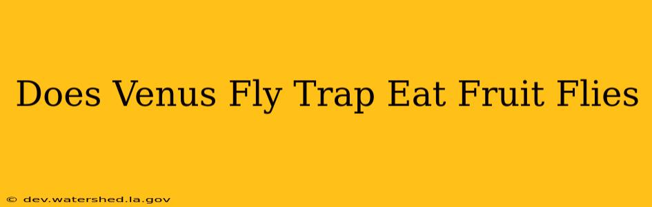 does venus fly trap eat fruit flies