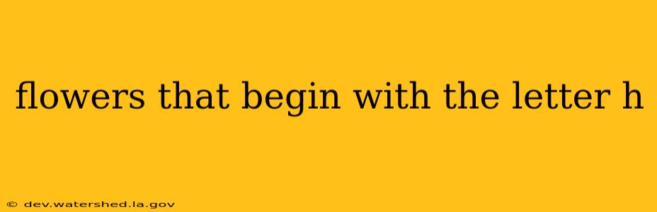 flowers that begin with the letter h