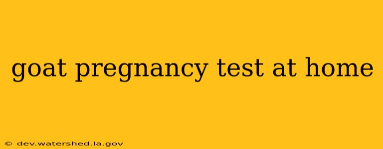 goat pregnancy test at home