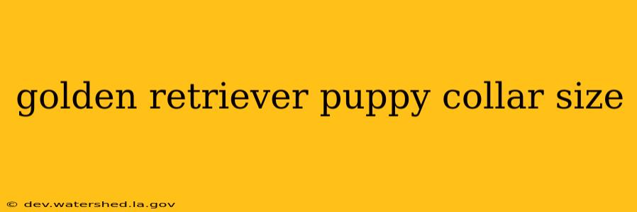 golden retriever puppy collar size