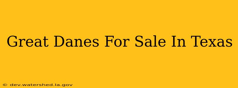 great danes for sale in texas