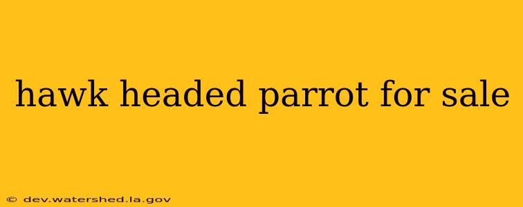 hawk headed parrot for sale