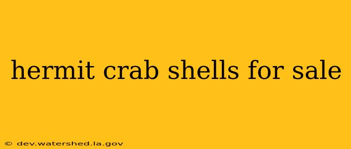 hermit crab shells for sale