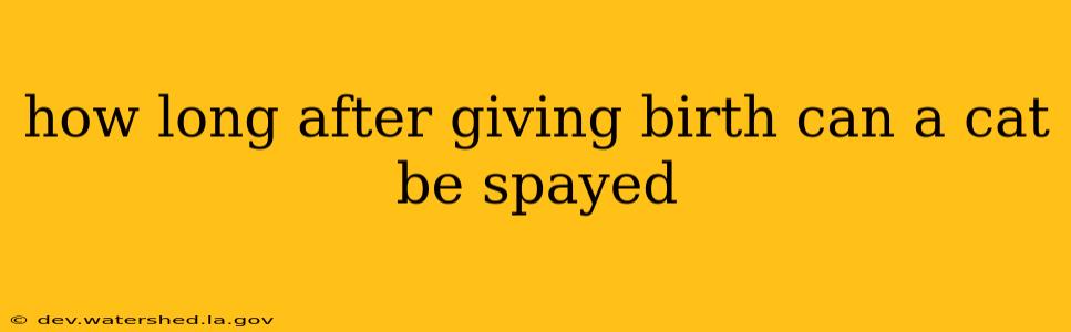how long after giving birth can a cat be spayed