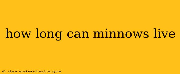 how long can minnows live
