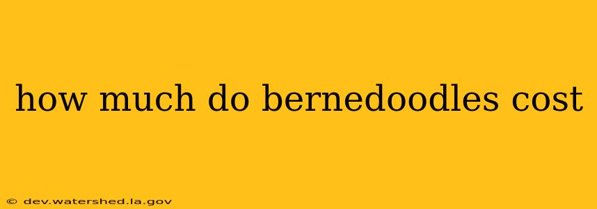 how much do bernedoodles cost