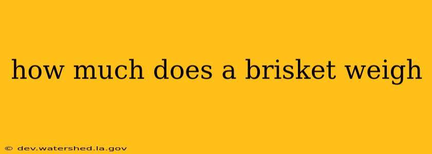 how much does a brisket weigh