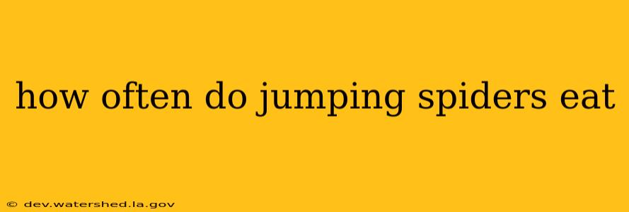 how often do jumping spiders eat