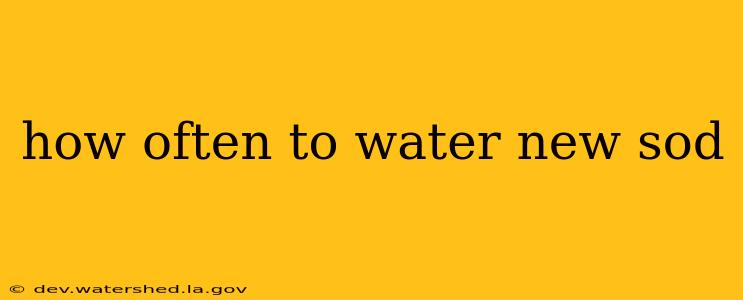 how often to water new sod