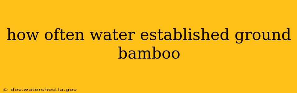 how often water established ground bamboo