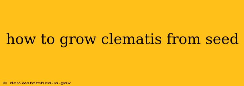 how to grow clematis from seed