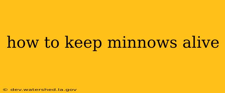 how to keep minnows alive