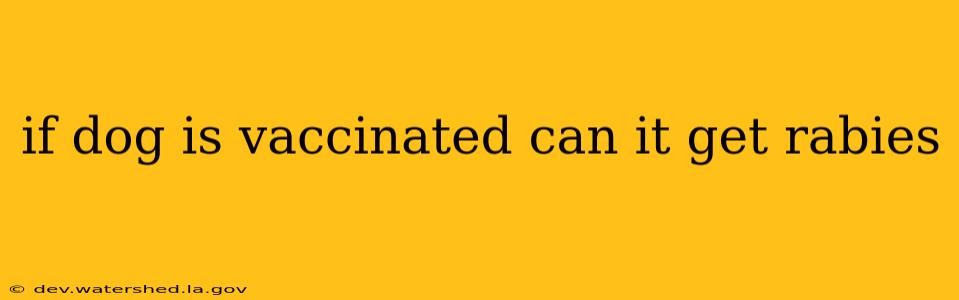 if dog is vaccinated can it get rabies