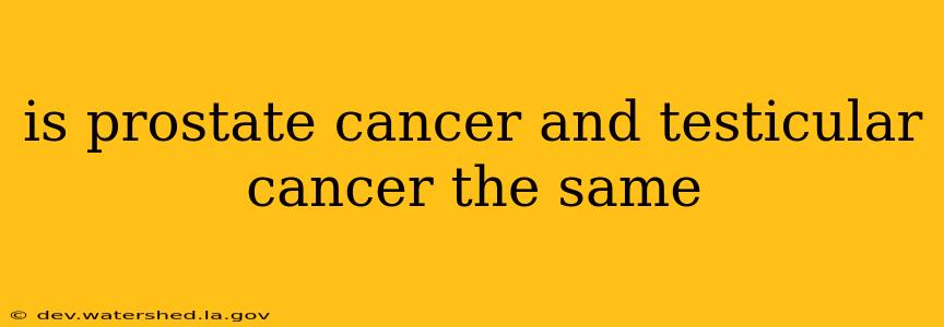 is prostate cancer and testicular cancer the same