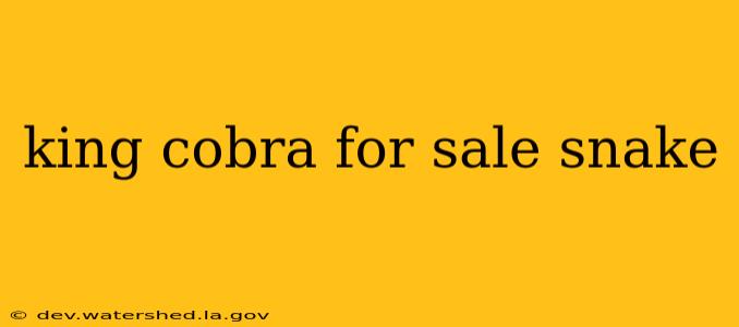 king cobra for sale snake
