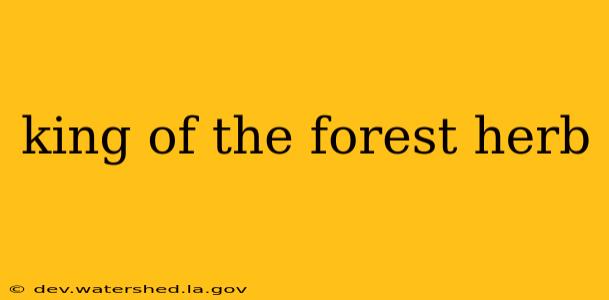 king of the forest herb