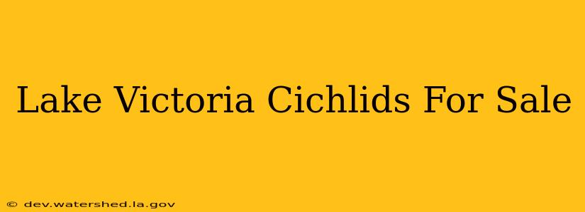 lake victoria cichlids for sale
