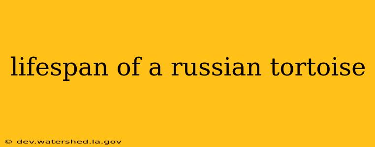lifespan of a russian tortoise