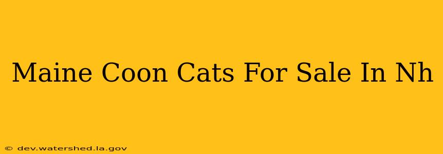 maine coon cats for sale in nh