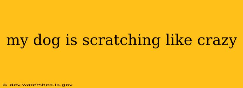 my dog is scratching like crazy