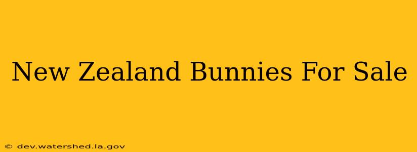 new zealand bunnies for sale