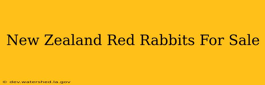 new zealand red rabbits for sale