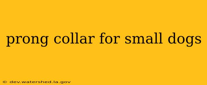 prong collar for small dogs