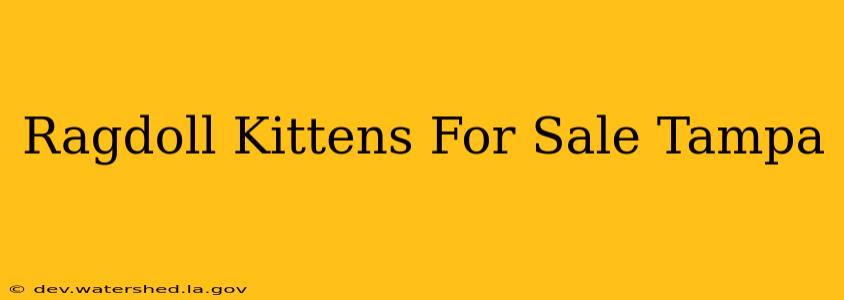ragdoll kittens for sale tampa