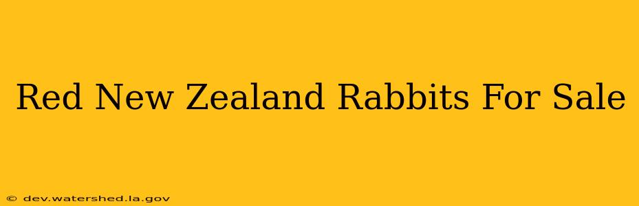 red new zealand rabbits for sale