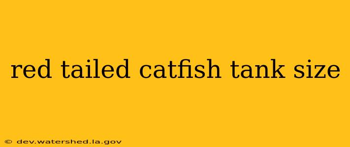 red tailed catfish tank size